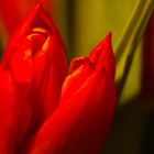 Tulips in softtones