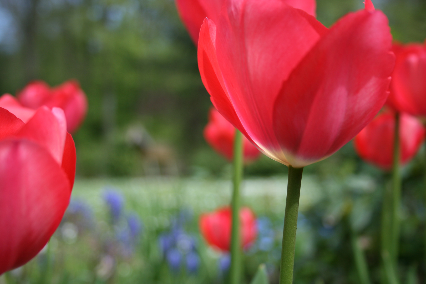 tulips in spring