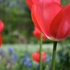 tulips in spring