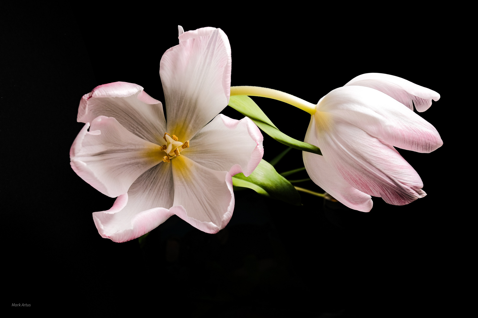 tulips in the dark