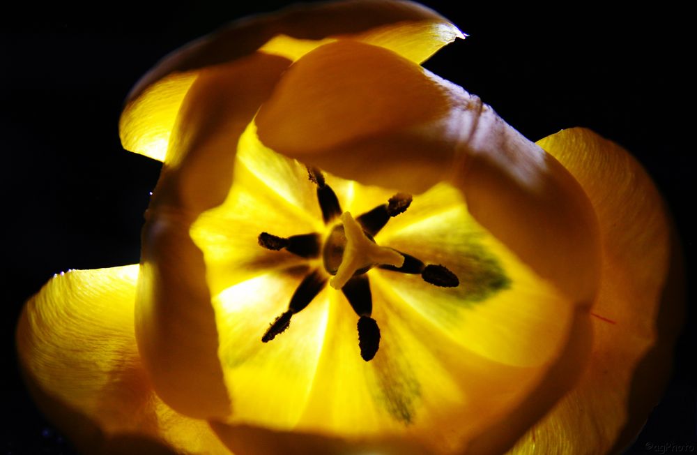 Tulips in the light