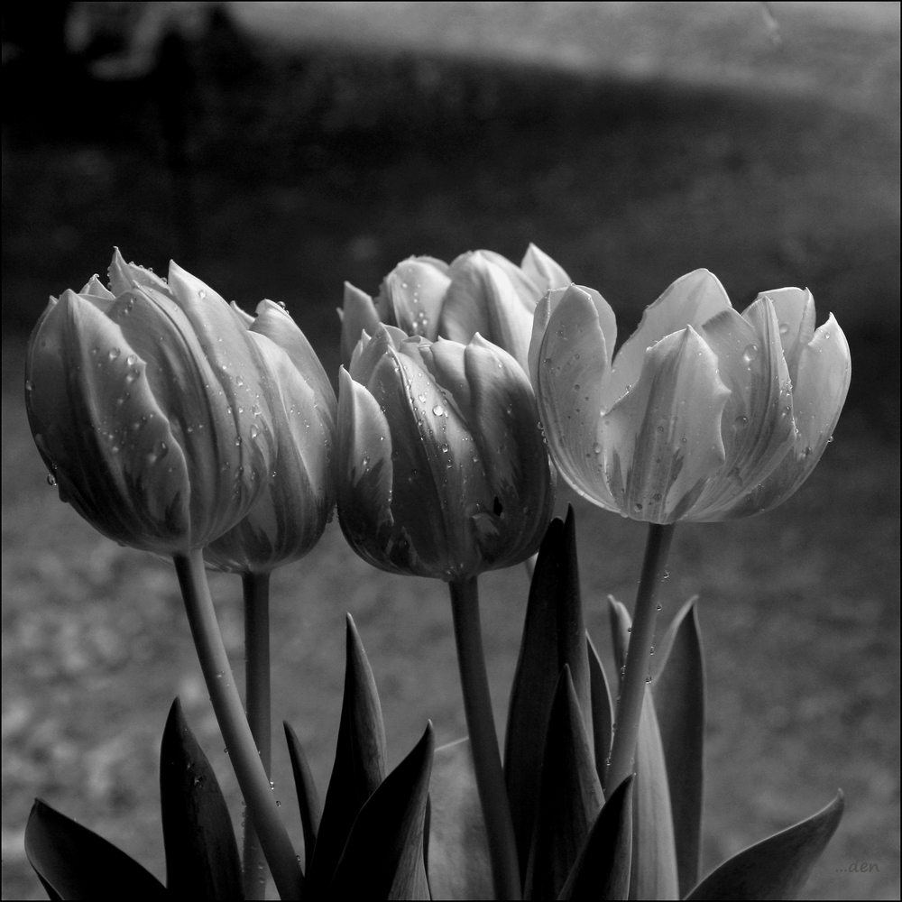 Tulips in the rain...