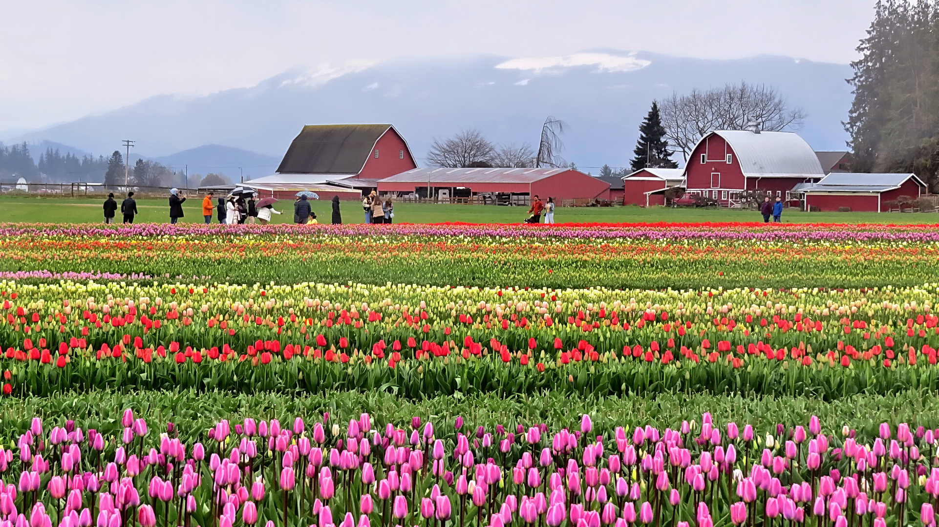 Tulips in the Rain  (2)