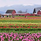 Tulips in the Rain  (2)