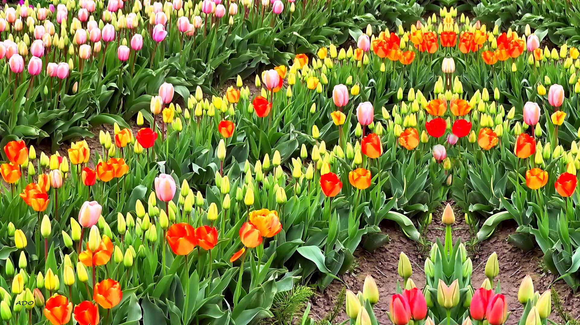 Tulips in the Rain  (3)