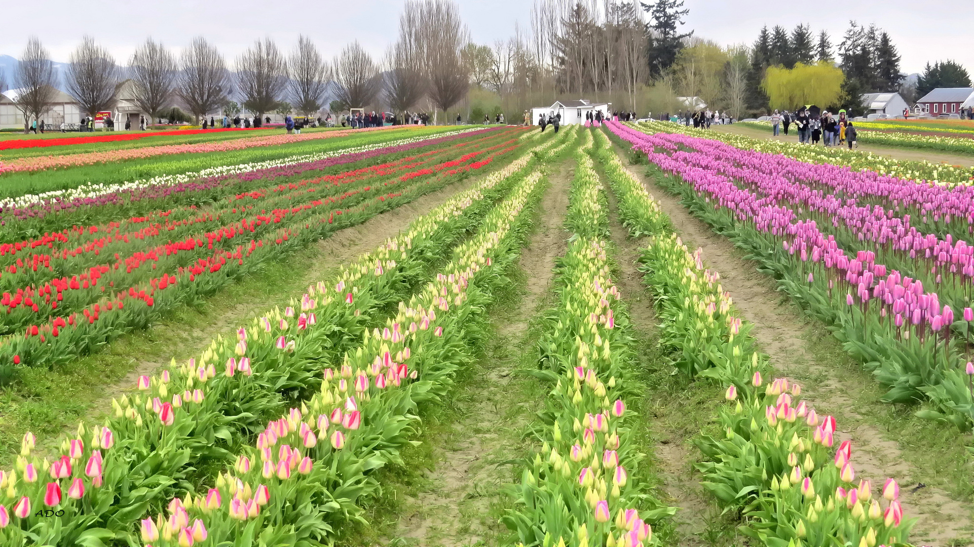 Tulips in the Rain