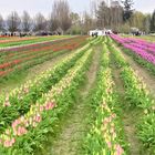 Tulips in the Rain