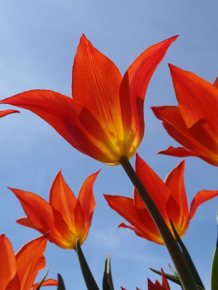 tulips in the sky ;-))