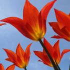 tulips in the sky ;-))