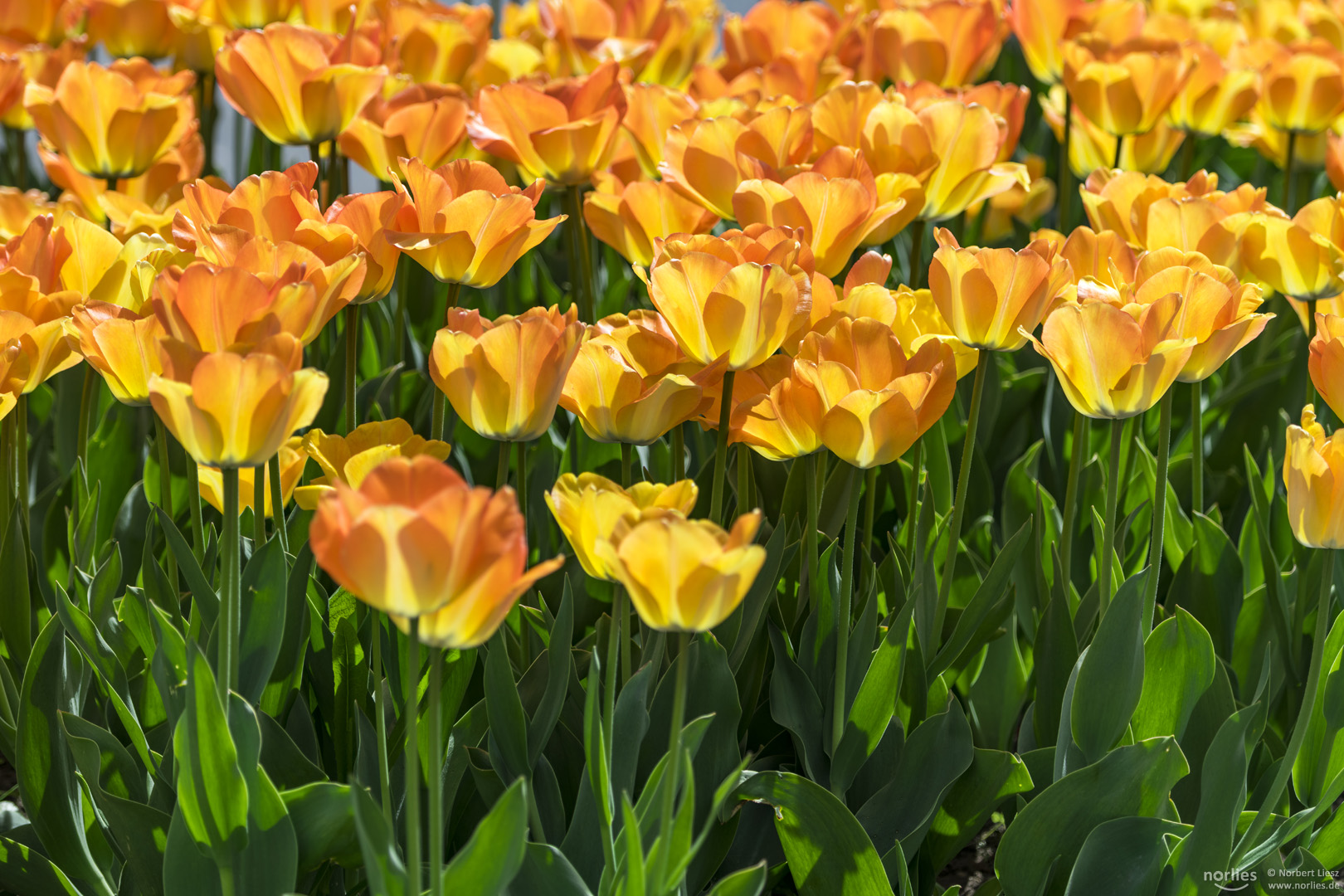 tulips in the sun