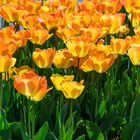 tulips in the sun