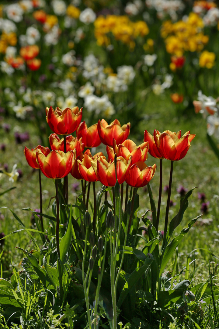 Tulips in the Sun