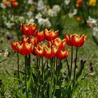 Tulips in the Sun