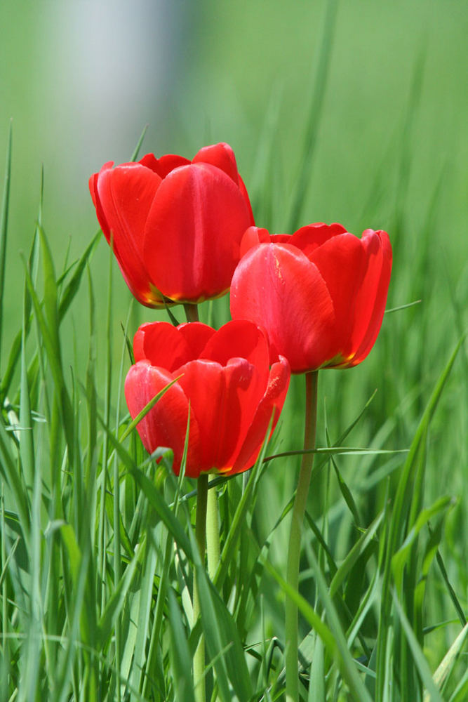 Tulips in the wild