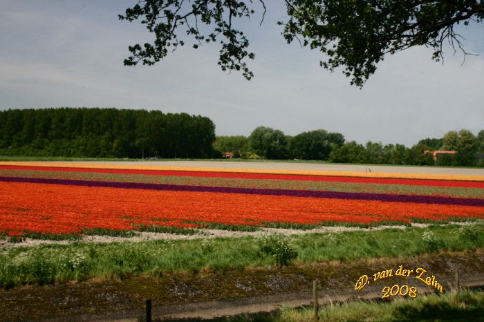 Tulips in Zeeuws-Vlaanderen