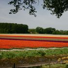 Tulips in Zeeuws-Vlaanderen