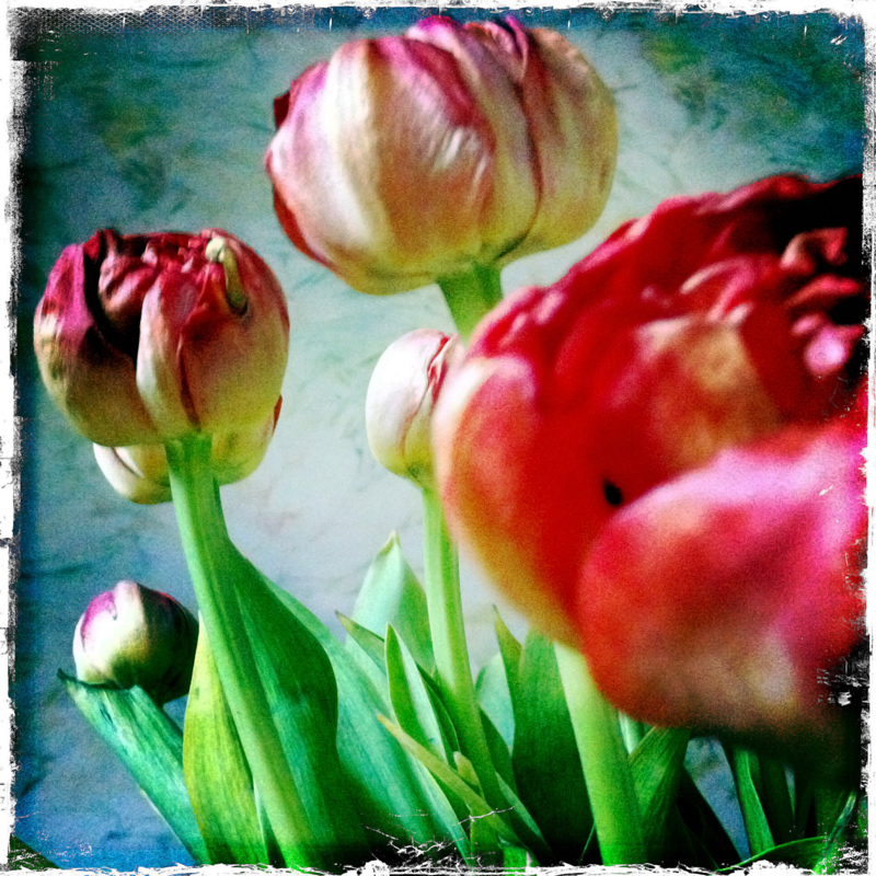 tulips - indoor