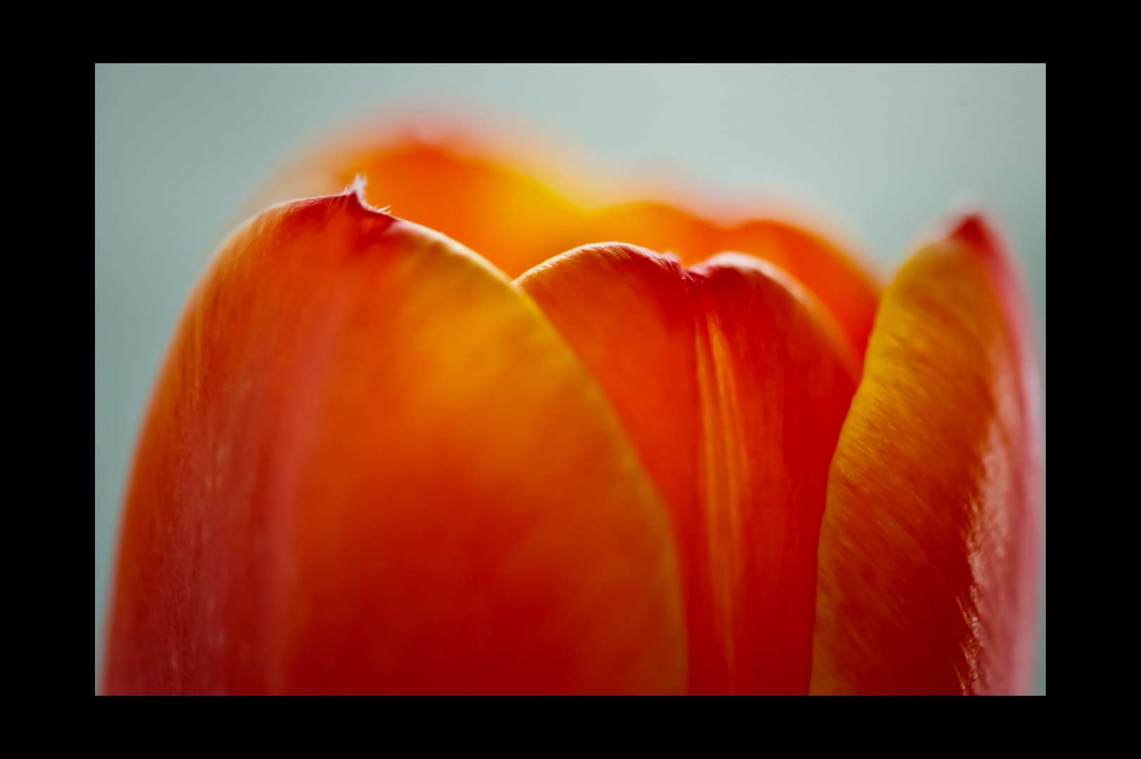 Tulips IV