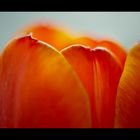 Tulips IV