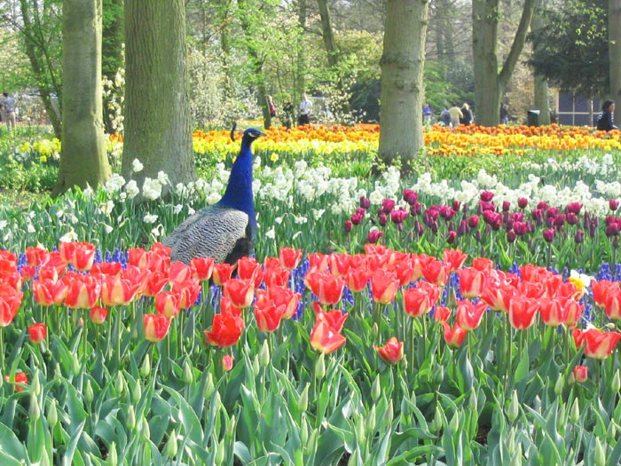 Tulips Keukenhof