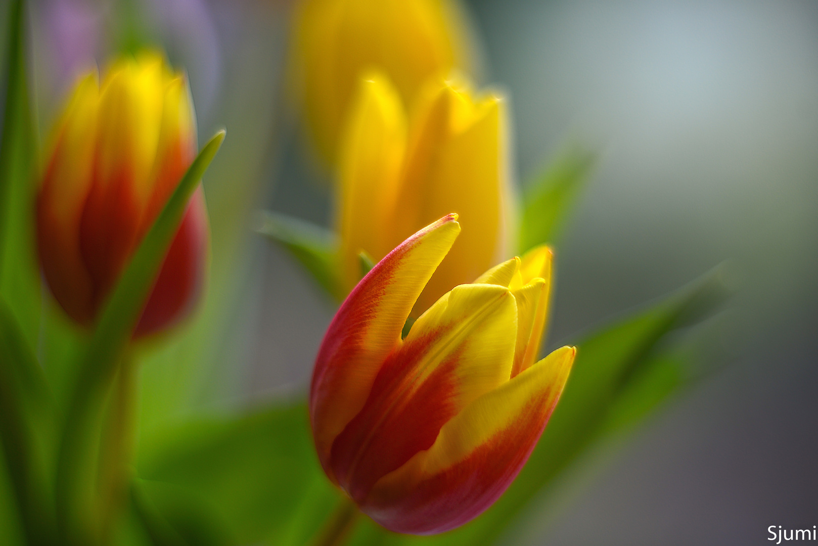 Tulips light magic