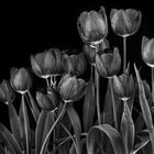 tulips monochrome