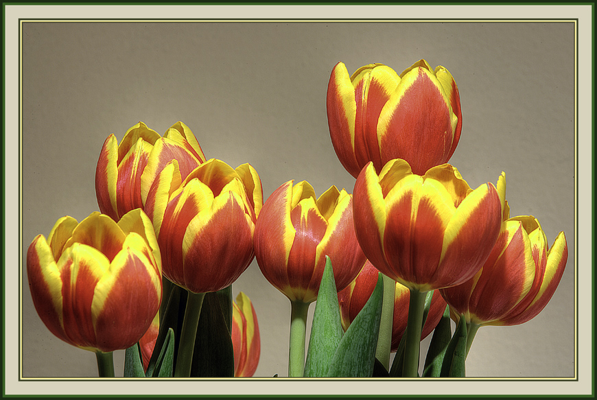 Tulips n. 2