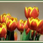 Tulips n. 2