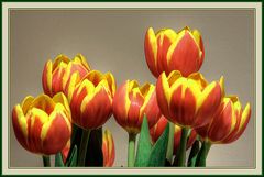 Tulips n. 2