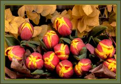 Tulips n. 3