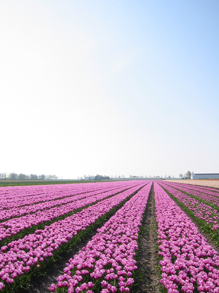 Tulips near Hem - Holland