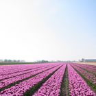 Tulips near Hem - Holland