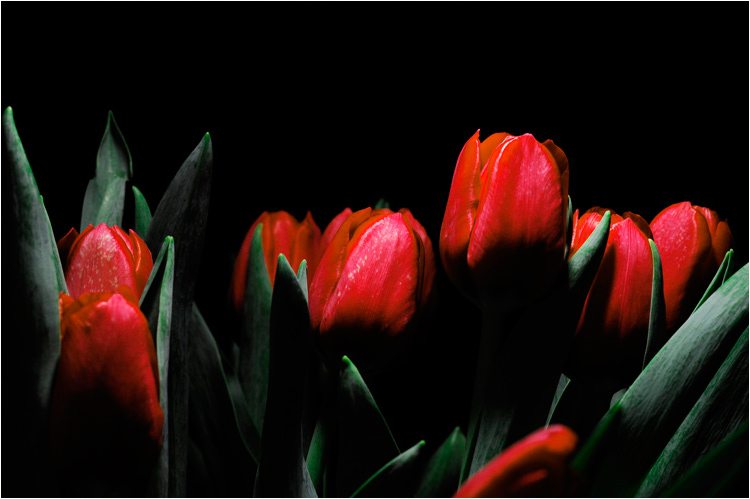 tulips @ night