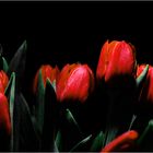 tulips @ night