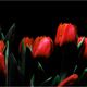 tulips @ night