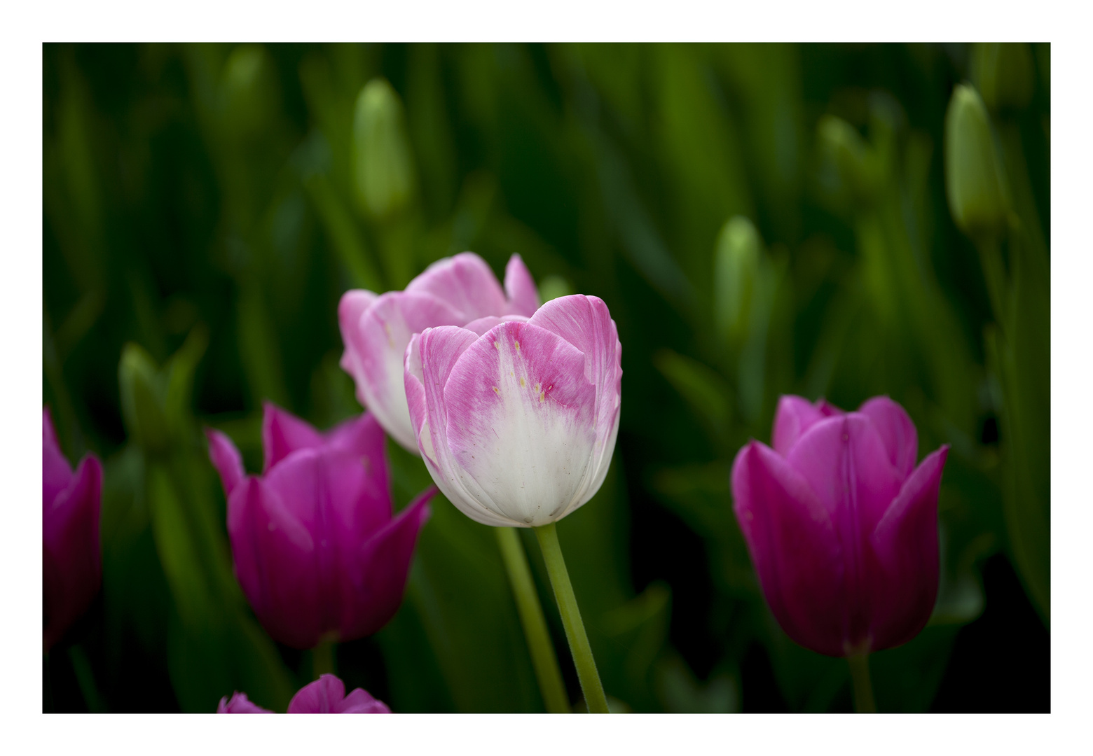 Tulips of the 2014  #1