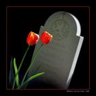 Tulips on a Dutch grave