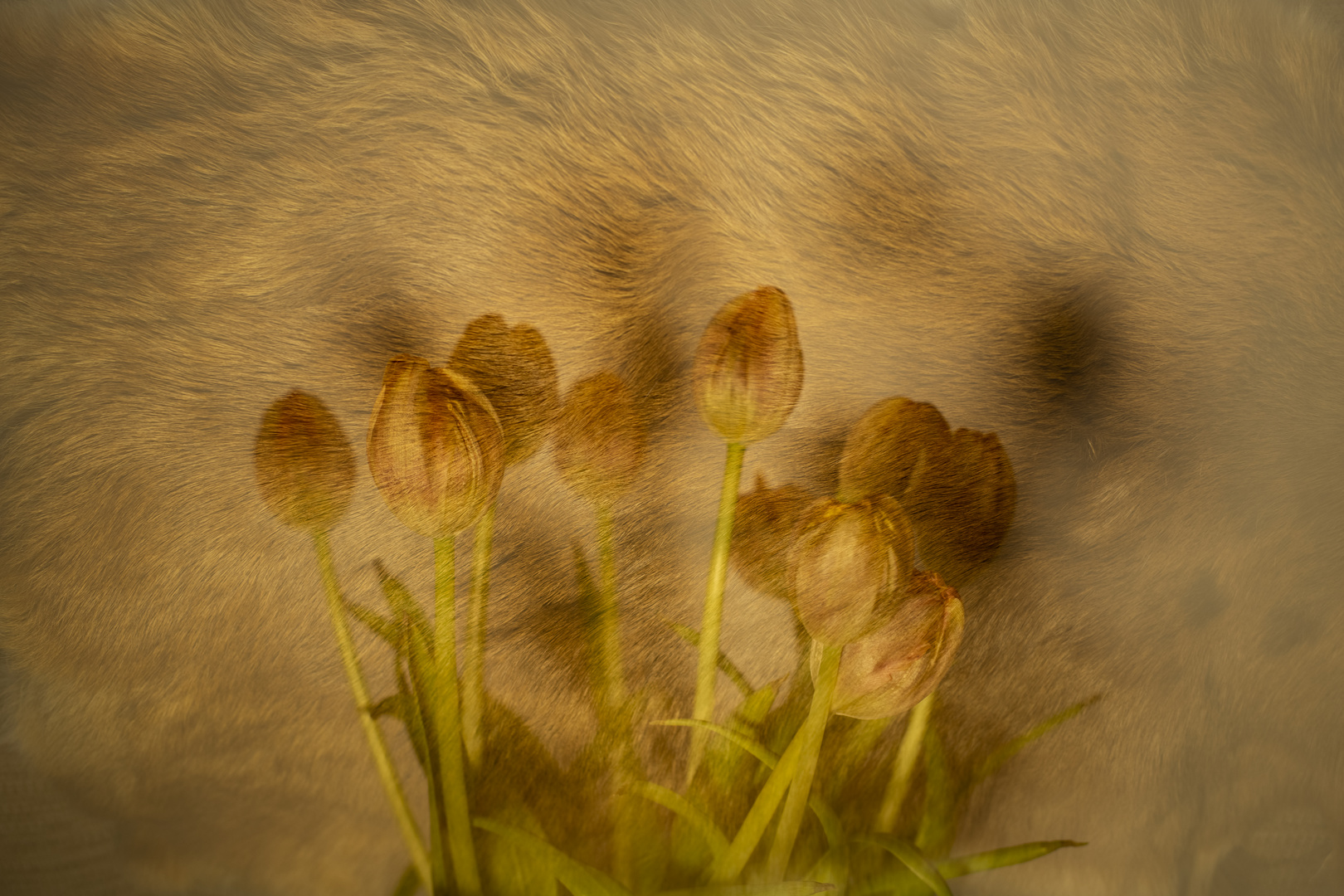 Tulips on fur