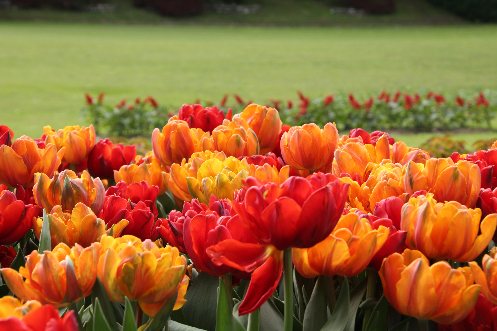 Tulips orange & red