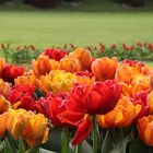 Tulips orange & red