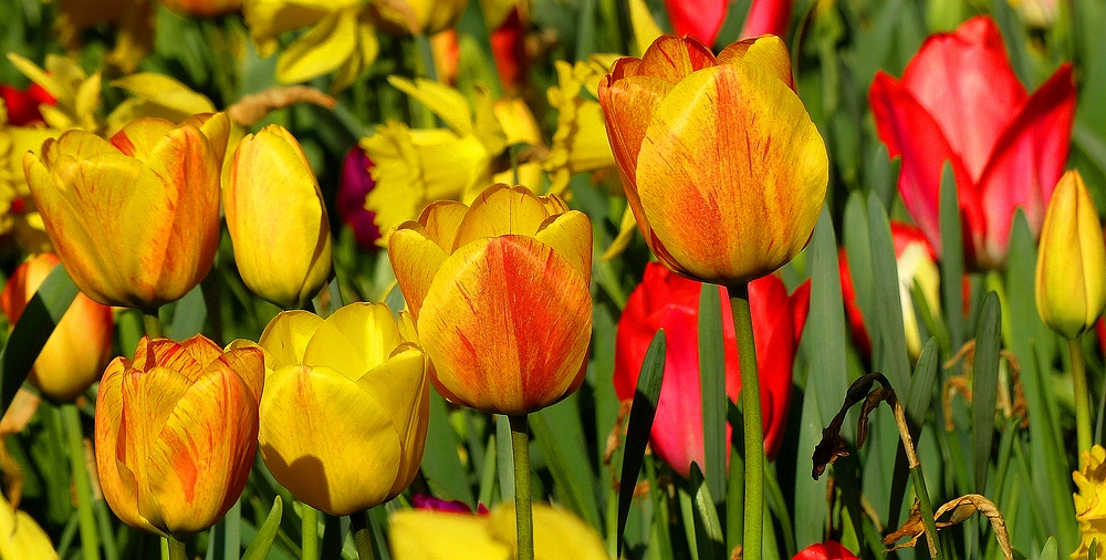 Tulips parade