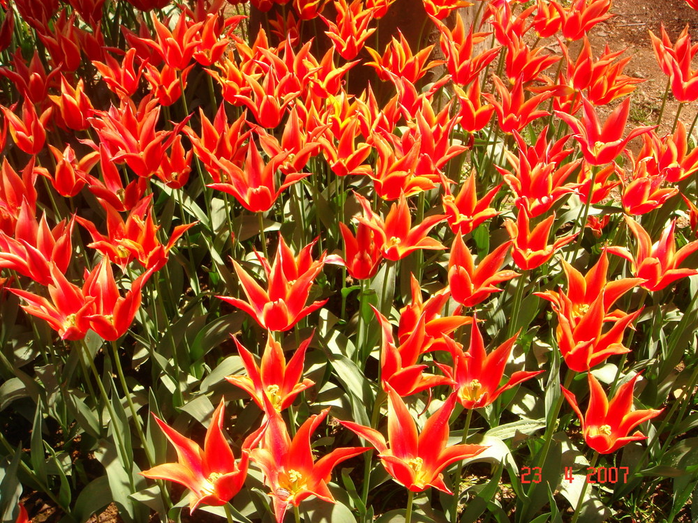 Tulips Sunbathing