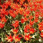 Tulips Sunbathing