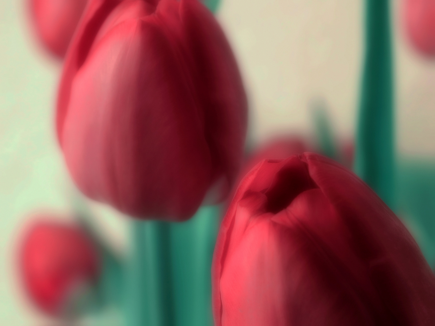 tulips, tulips ...