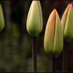 tulips - waiting