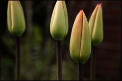 tulips - waiting