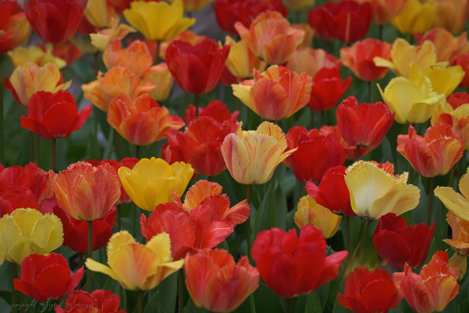 tulips yellow-red