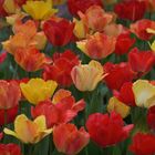 tulips yellow-red