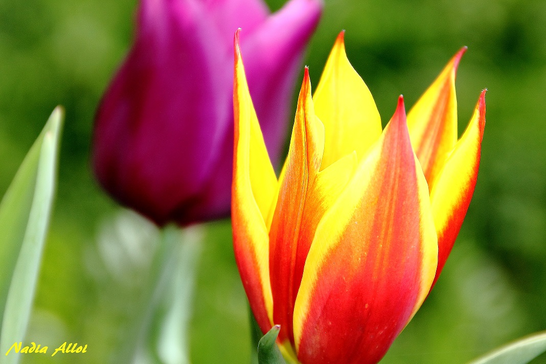 Tulips_01