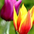 Tulips_01